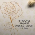 A la découverte de la Rose Côte d'Or!