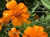le jardin des plantes