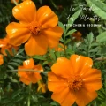 le jardin des plantes