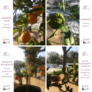 les agrumes en hiver
