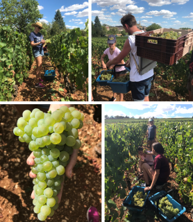 millésime 2020: nos premières vendanges!