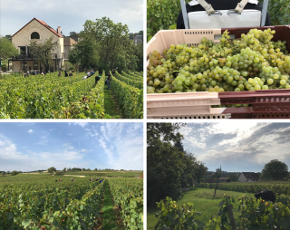 vendanges millésime 2021