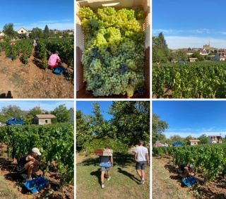 vendanges millésime 2022