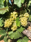 la vigne de Meursault