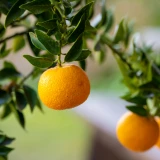 les agrumes du jardin de Beaune