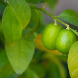 les agrumes du jardin de Beaune