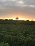 la vigne de Meursault